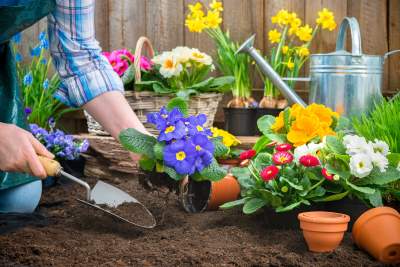 Plant Flowers in the Spring to sell home
